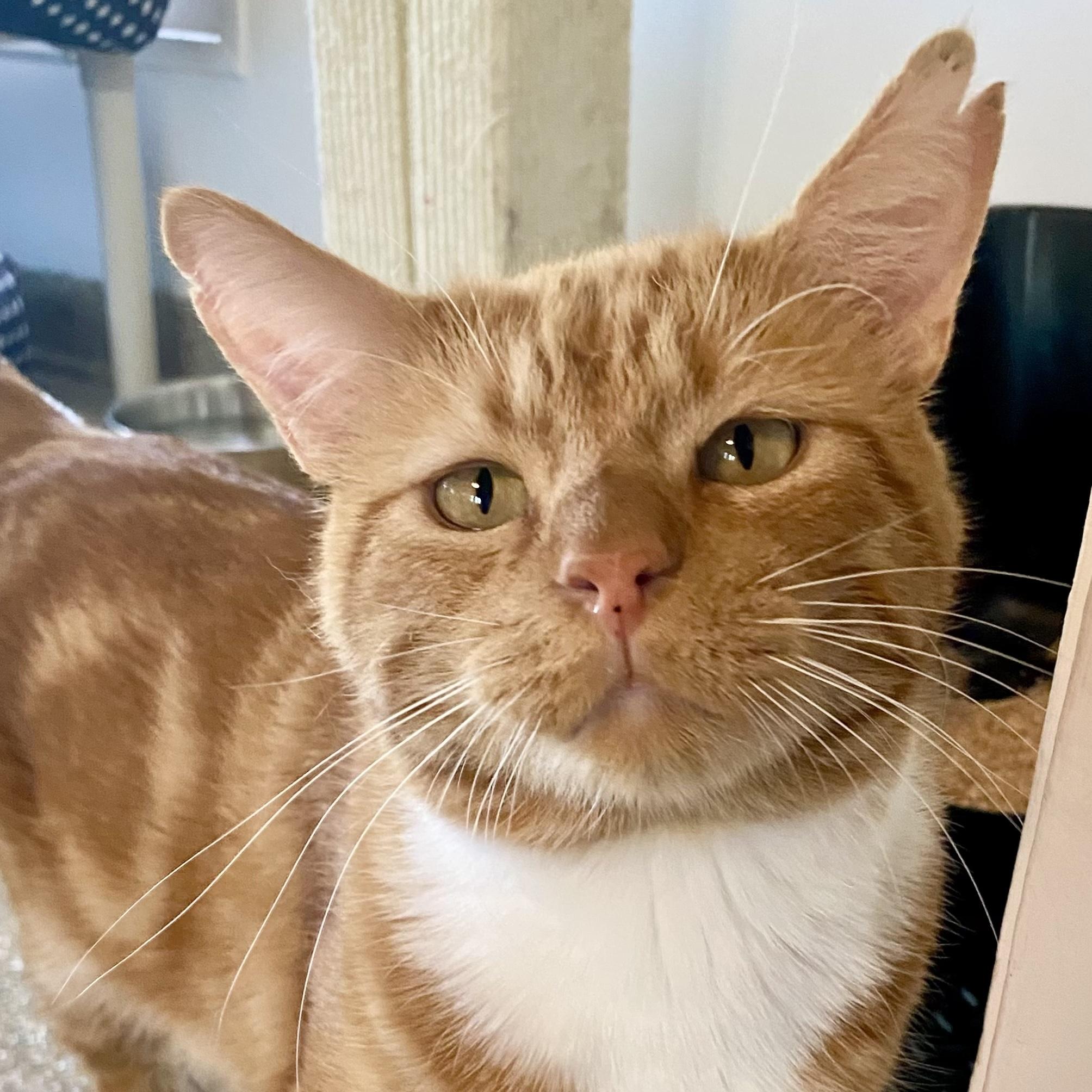 Enlarge Carmelo, a Adoptable mixed breed in Santa Fe, NM image 3/5