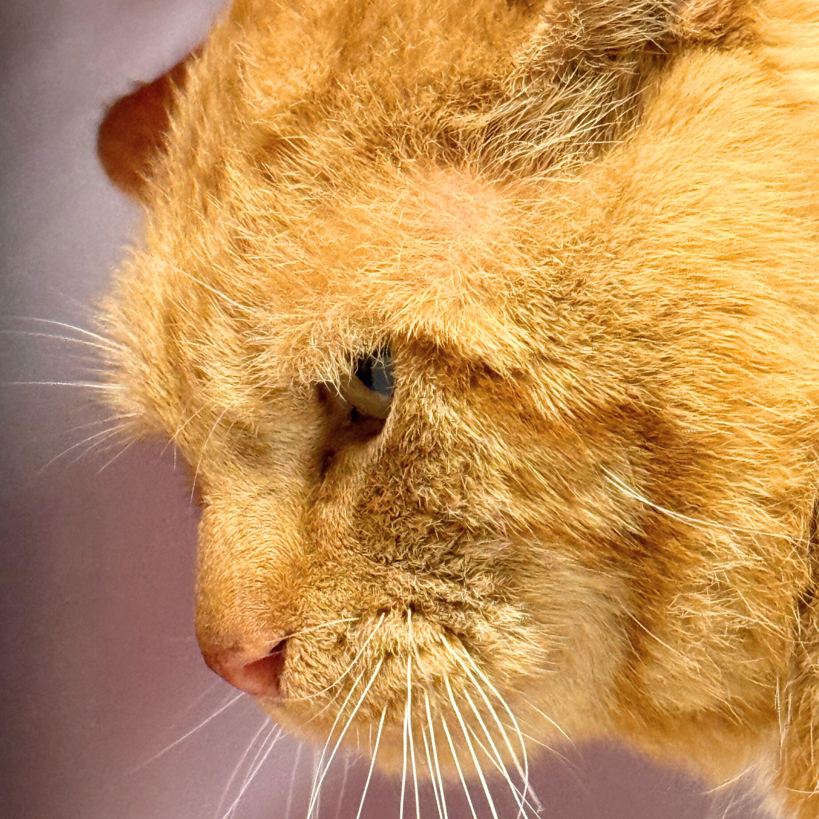 Enlarge Carmelo, a Adoptable mixed breed in Santa Fe, NM image 5/5