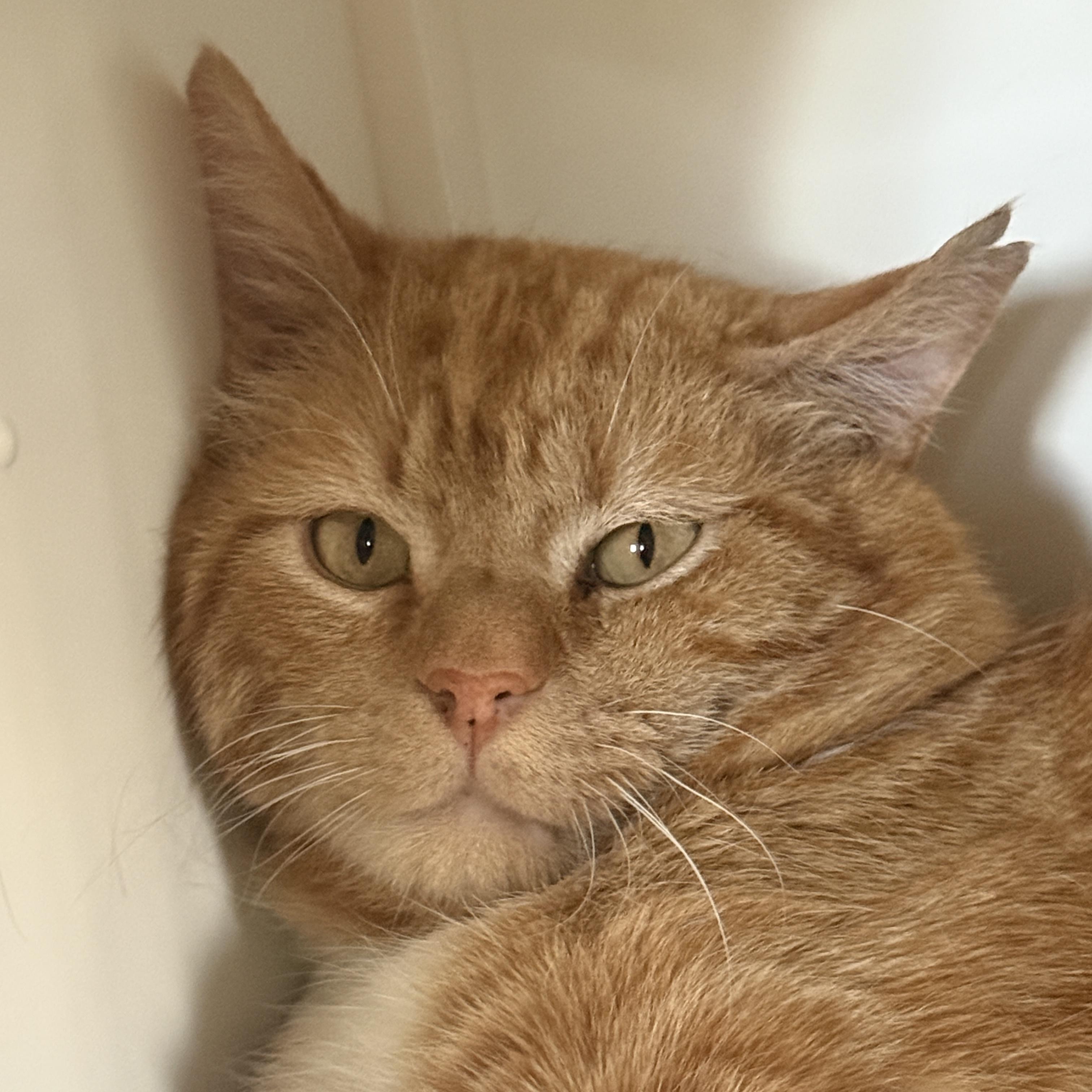 Carmelo, Adoptable, Adult Male Domestic Short Hair.