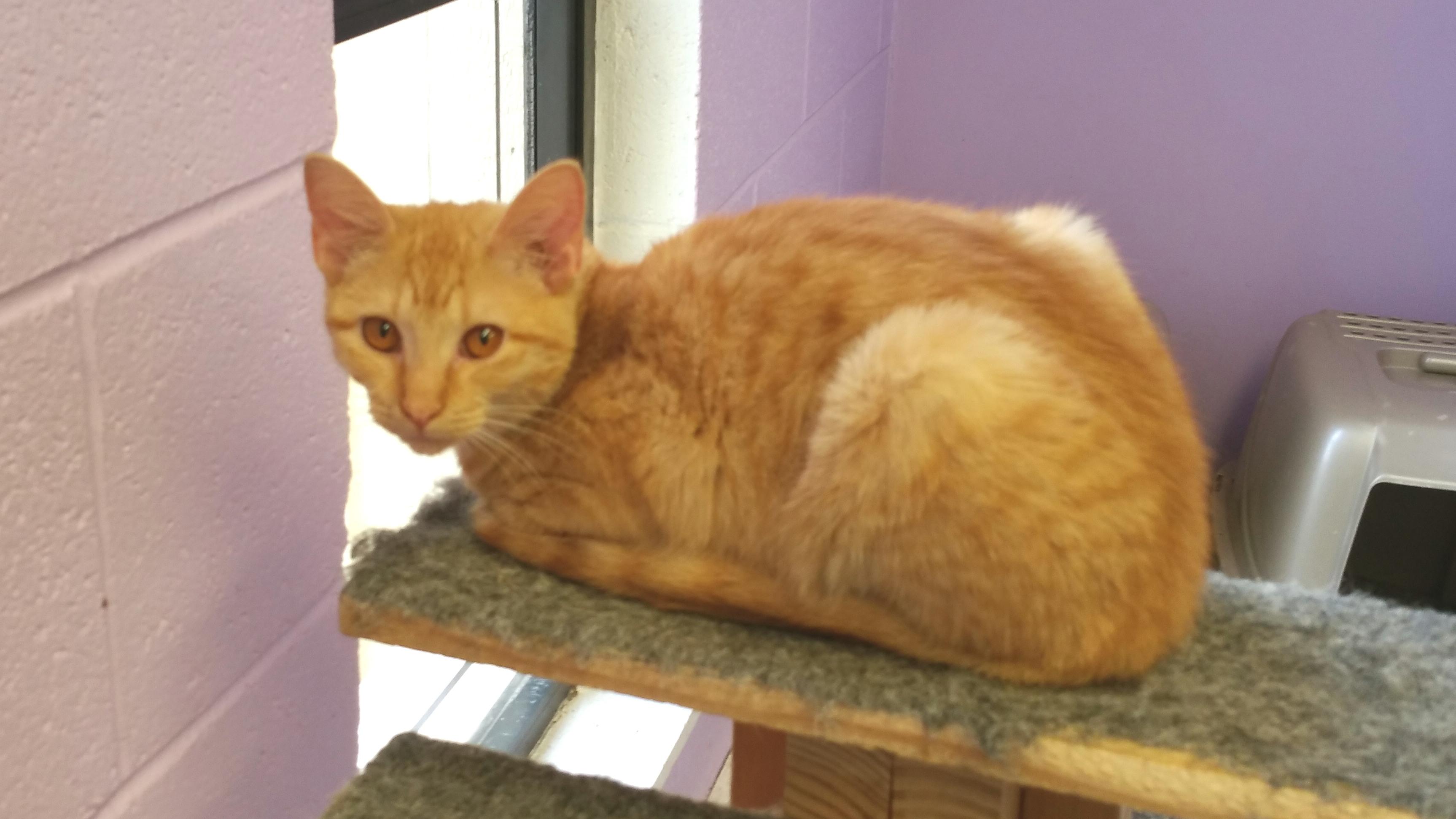 Tess, a Adoptable Tabby image 1/6