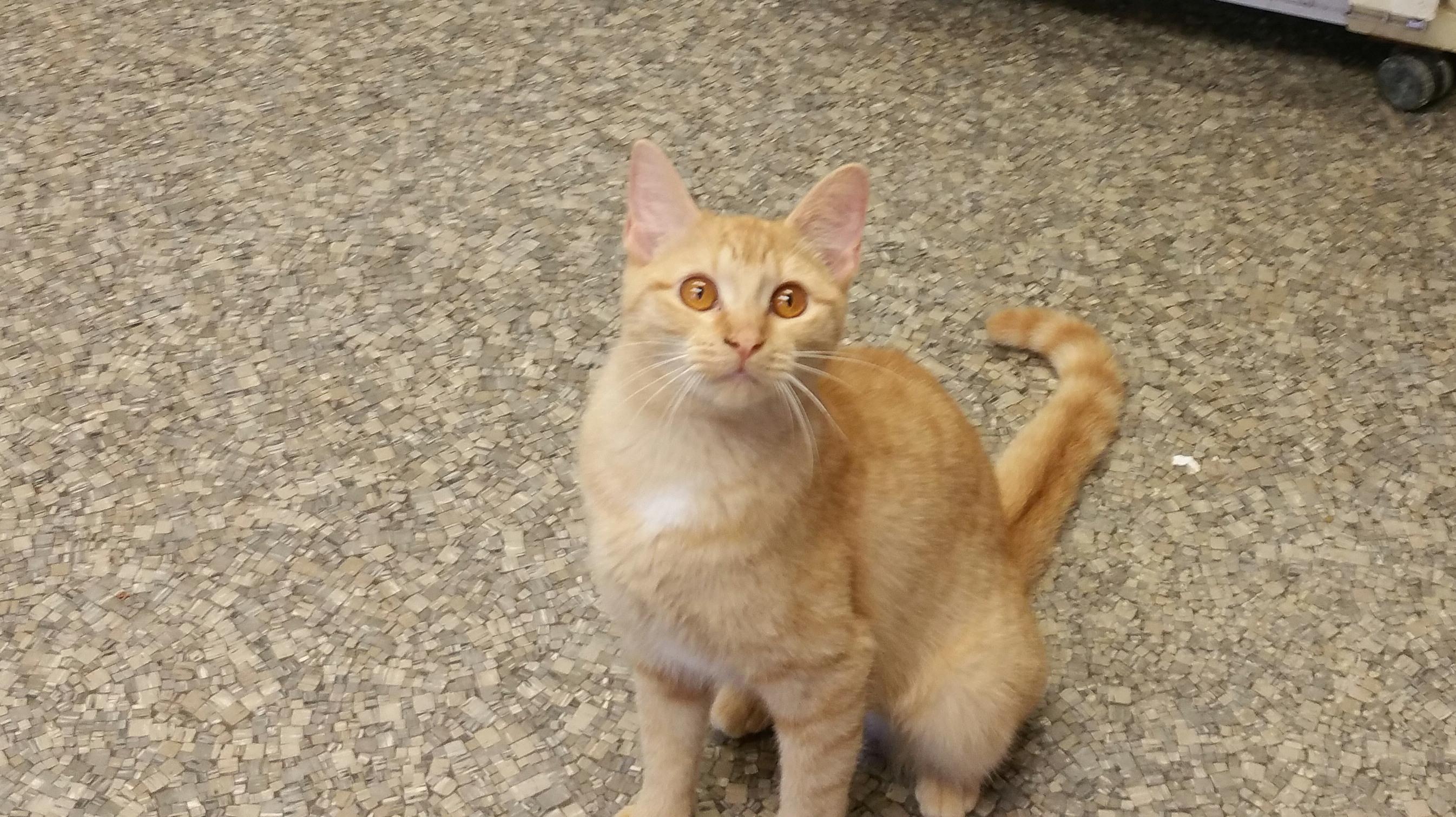 Tess, a Adoptable Tabby image 2/6