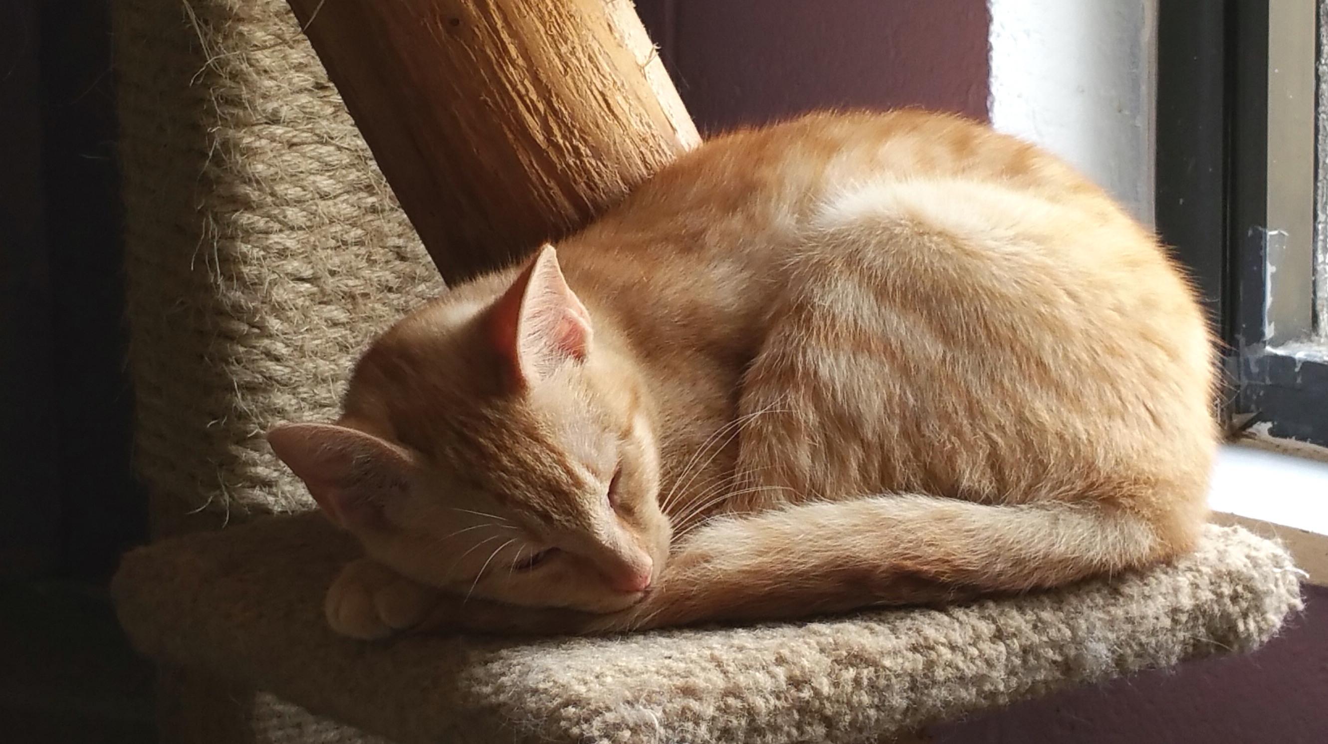 Tess, a Adoptable Tabby image 3/6