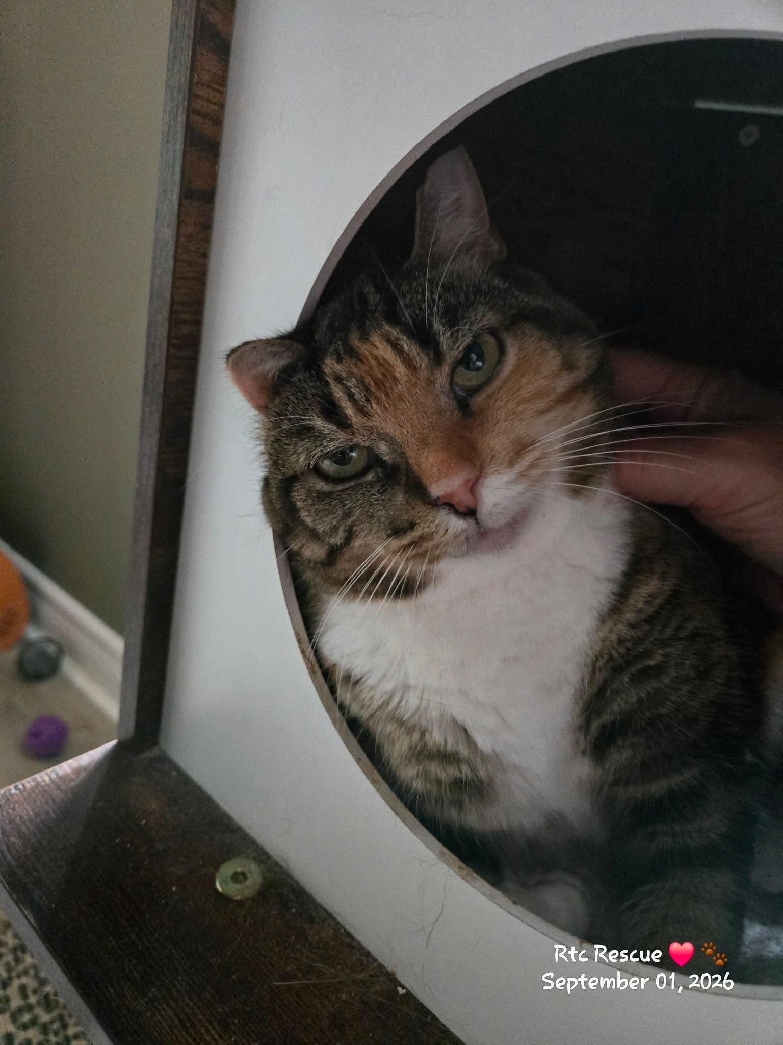 Enlarge Tia, a ADOPTABLE Domestic Short Hair in Shakespeare, ON image 2/6