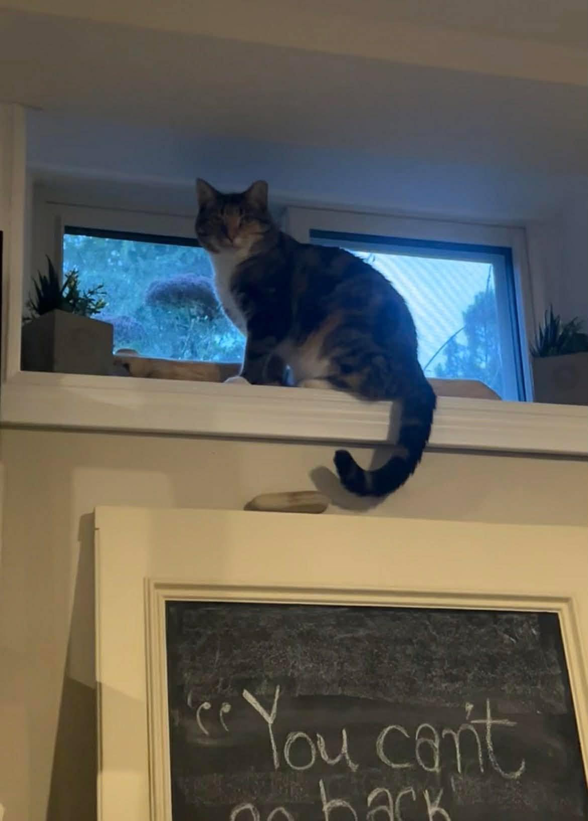 Enlarge Tia, a ADOPTABLE Domestic Short Hair in Shakespeare, ON image 6/6