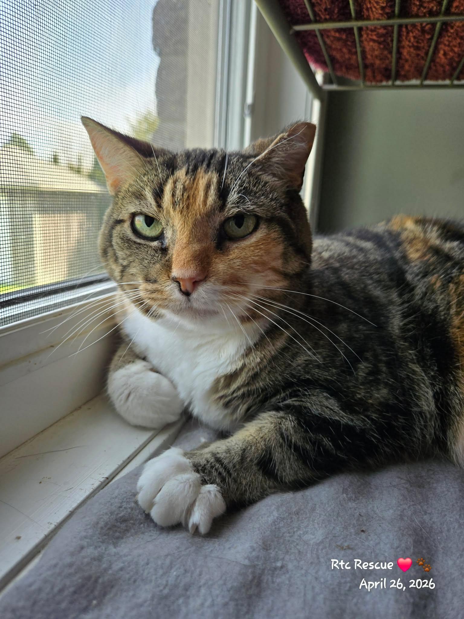 Enlarge Tia, a ADOPTABLE Domestic Short Hair in Shakespeare, ON image 1/6