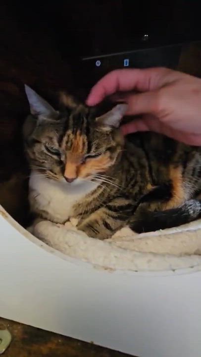 Enlarge Tia, a ADOPTABLE Domestic Short Hair in Shakespeare, ON video 2/6