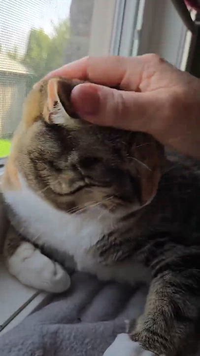 Enlarge Tia, a ADOPTABLE Domestic Short Hair in Shakespeare, ON video 4/6