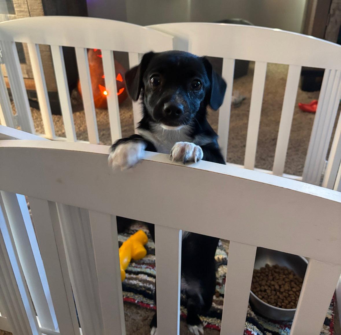 Enlarge Elsa, a Adoptable Terrier in Grafton, WI image 1/3
