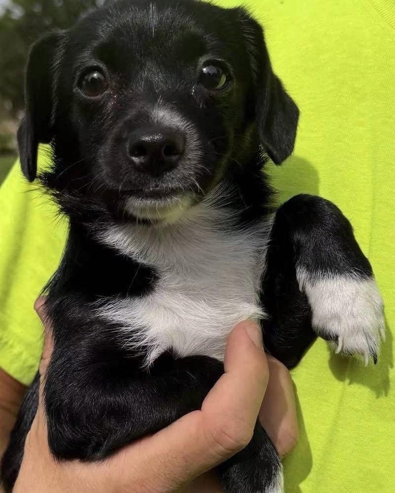 Enlarge Elsa, a Adoptable Terrier in Grafton, WI image 2/3