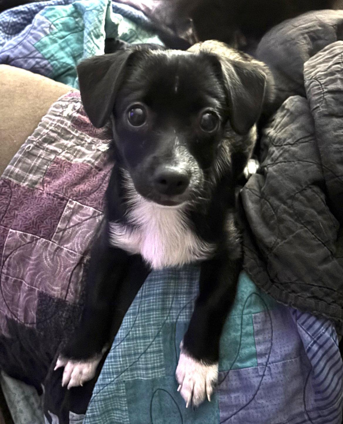 Enlarge Elsa, a Adoptable Terrier in Grafton, WI image 3/3