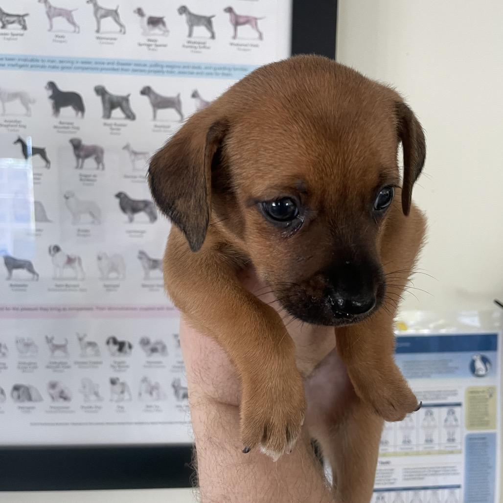 Pup 9, Adoptable, Puppy Female Rat Terrier & Mixed Breed.