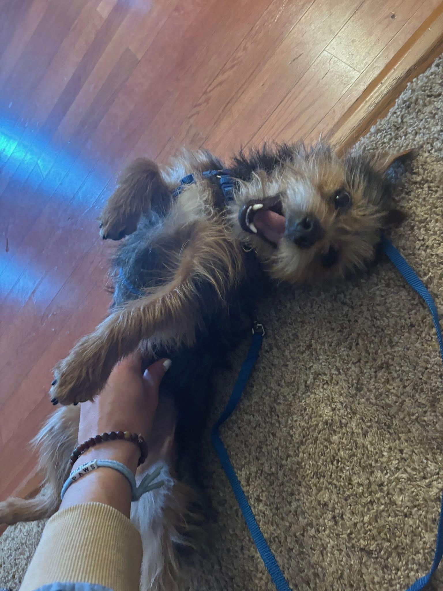 Enlarge Jeffrey, an adopted mixed breed in Sanford, NC image 3/3