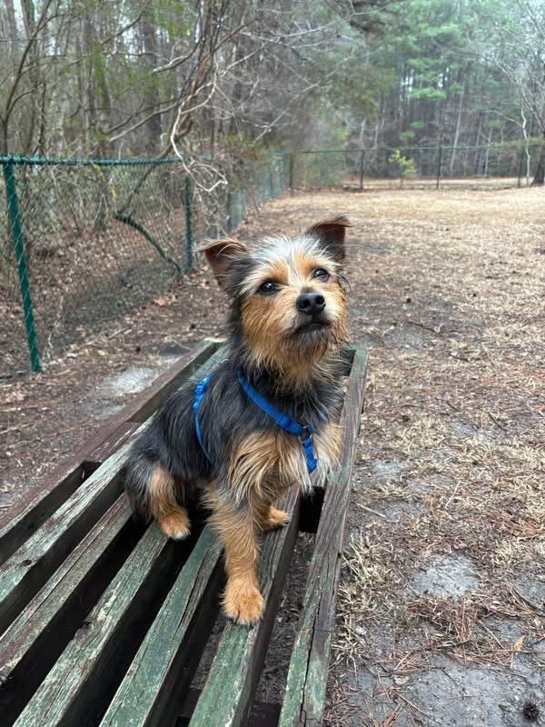 Enlarge Jeffrey, an adopted mixed breed in Sanford, NC image 2/3