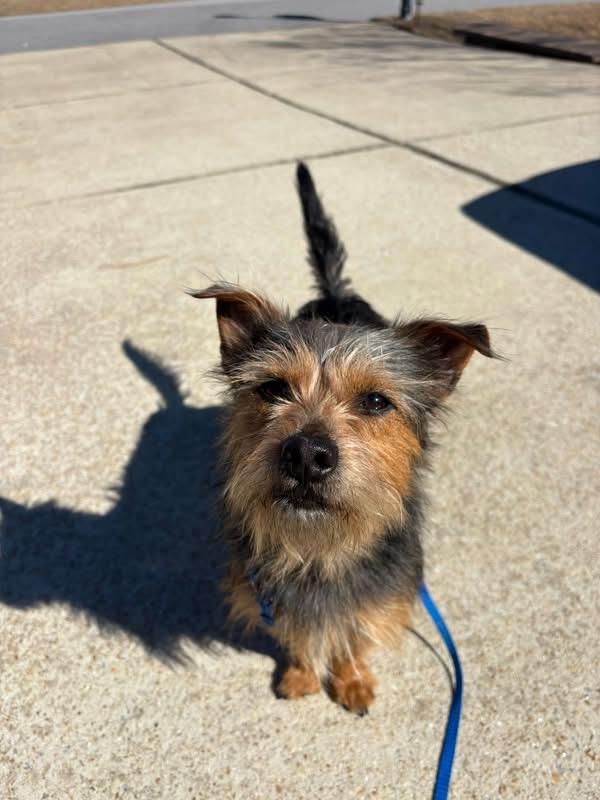 Jeffrey, adopted, Adult Male Yorkshire Terrier.