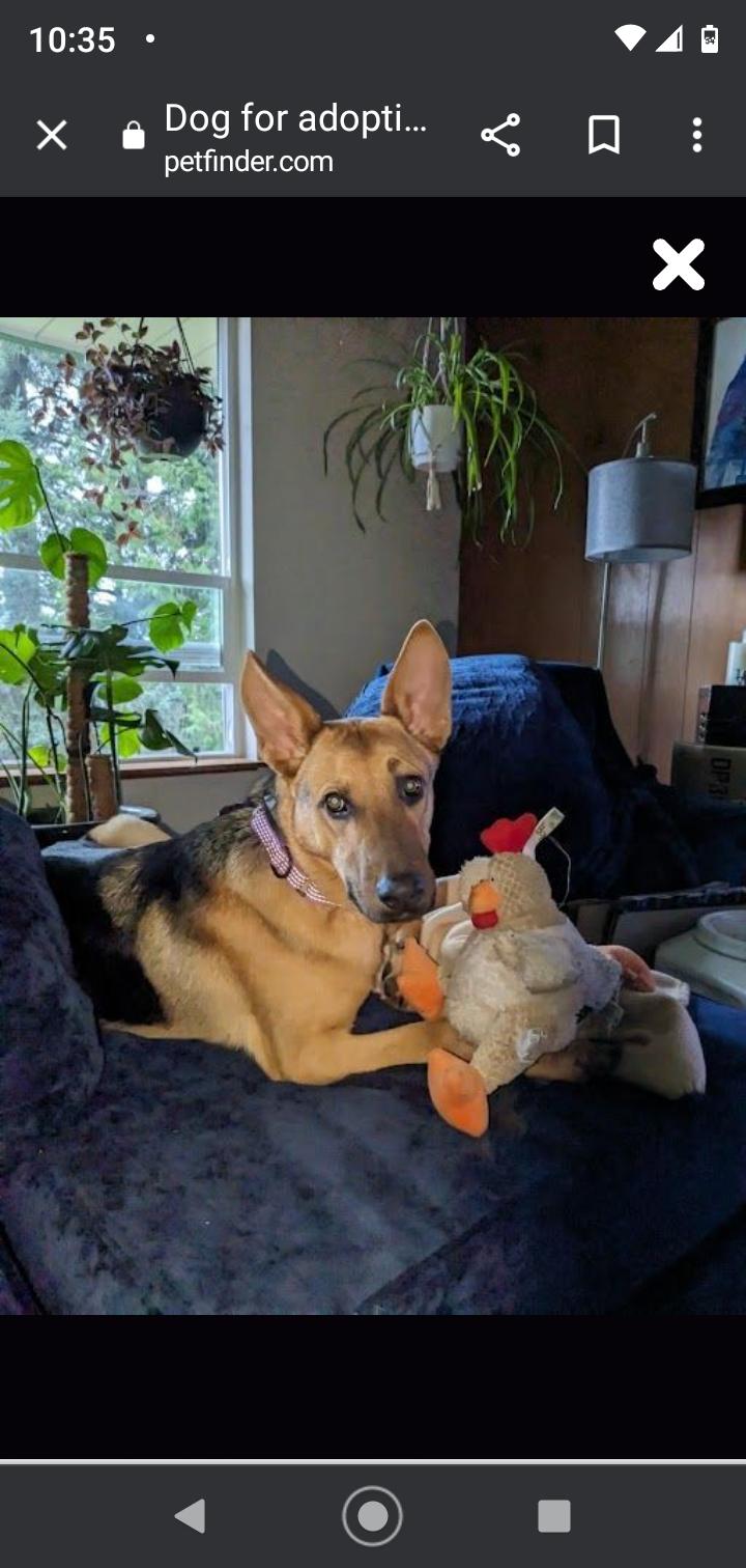 Mason, Adoptable, Adult Male German Shepherd Dog.