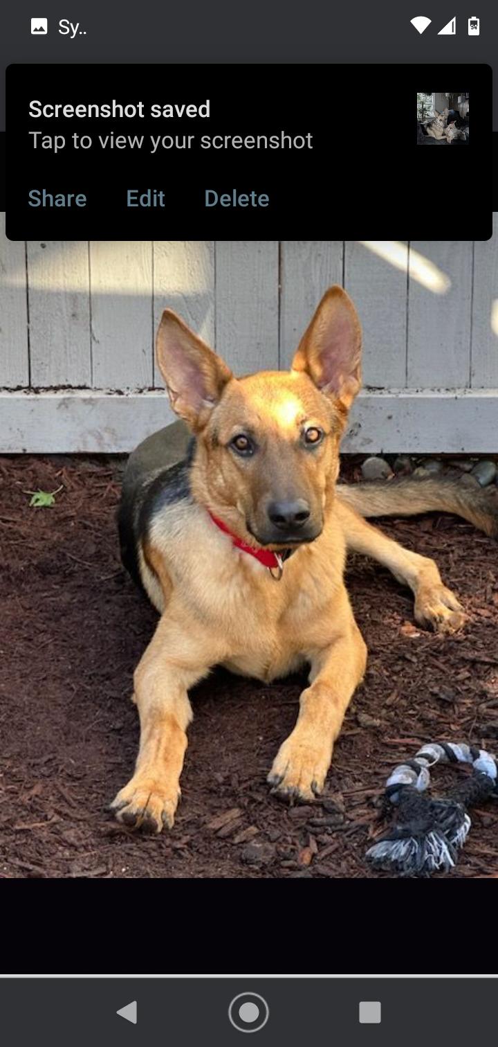 Enlarge Mason, a Adoptable German Shepherd Dog in Seattle, WA image 5/6