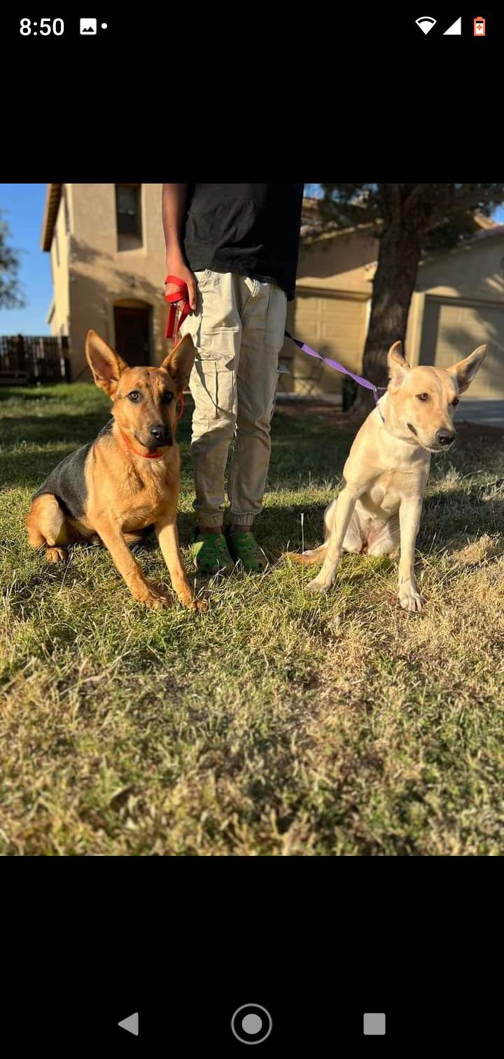 Enlarge Mason, a Adoptable German Shepherd Dog in Seattle, WA image 6/6