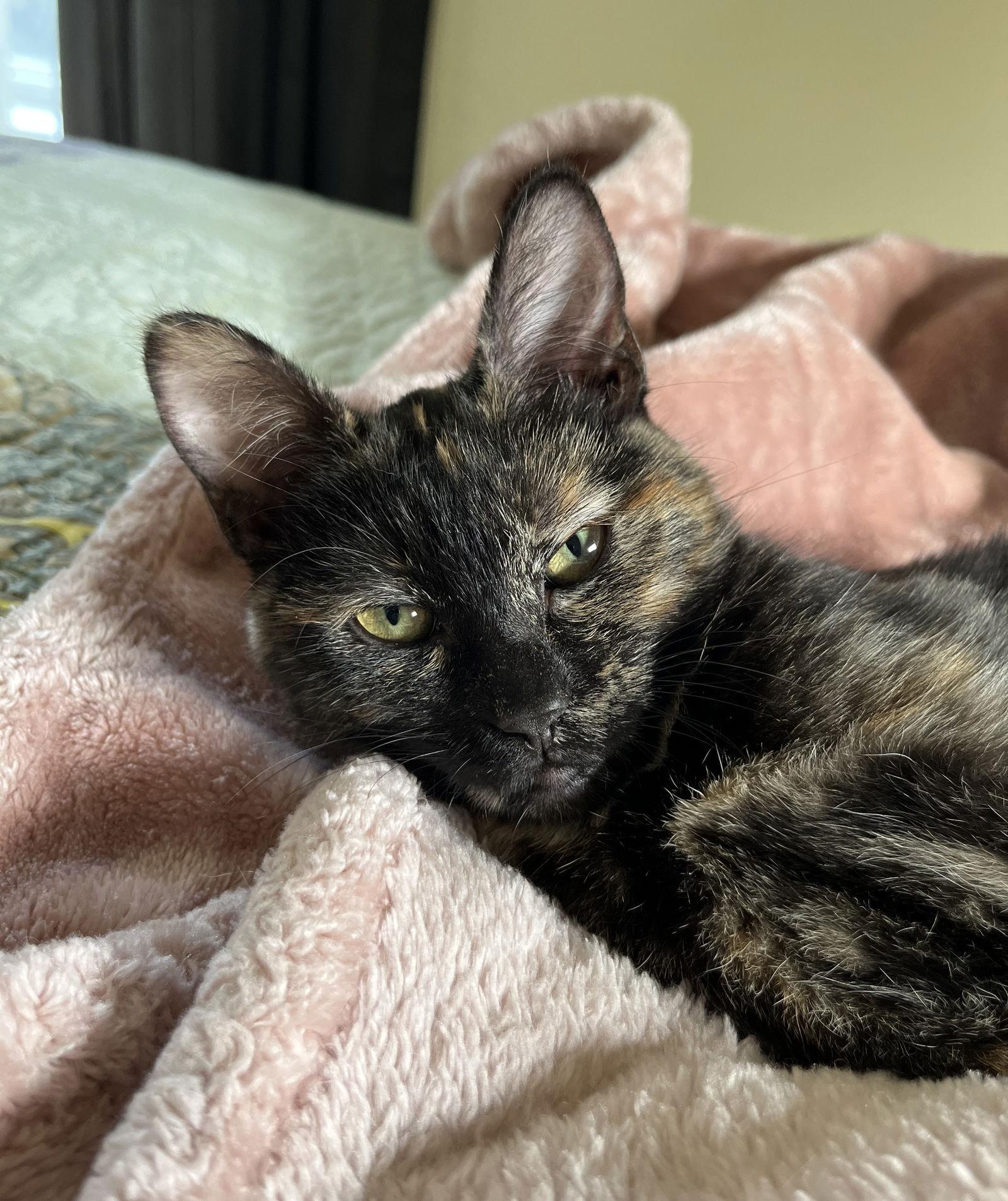 Enlarge Shenzi, a Adopted mixed breed in Traverse City, MI image 1/3