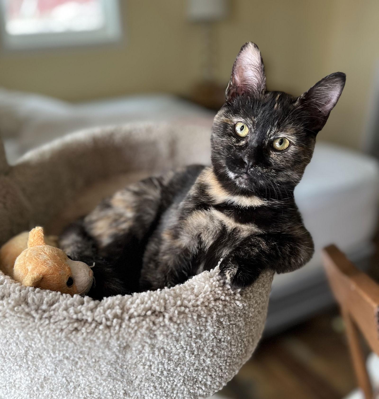 Enlarge Shenzi, a Adopted mixed breed in Traverse City, MI image 2/3