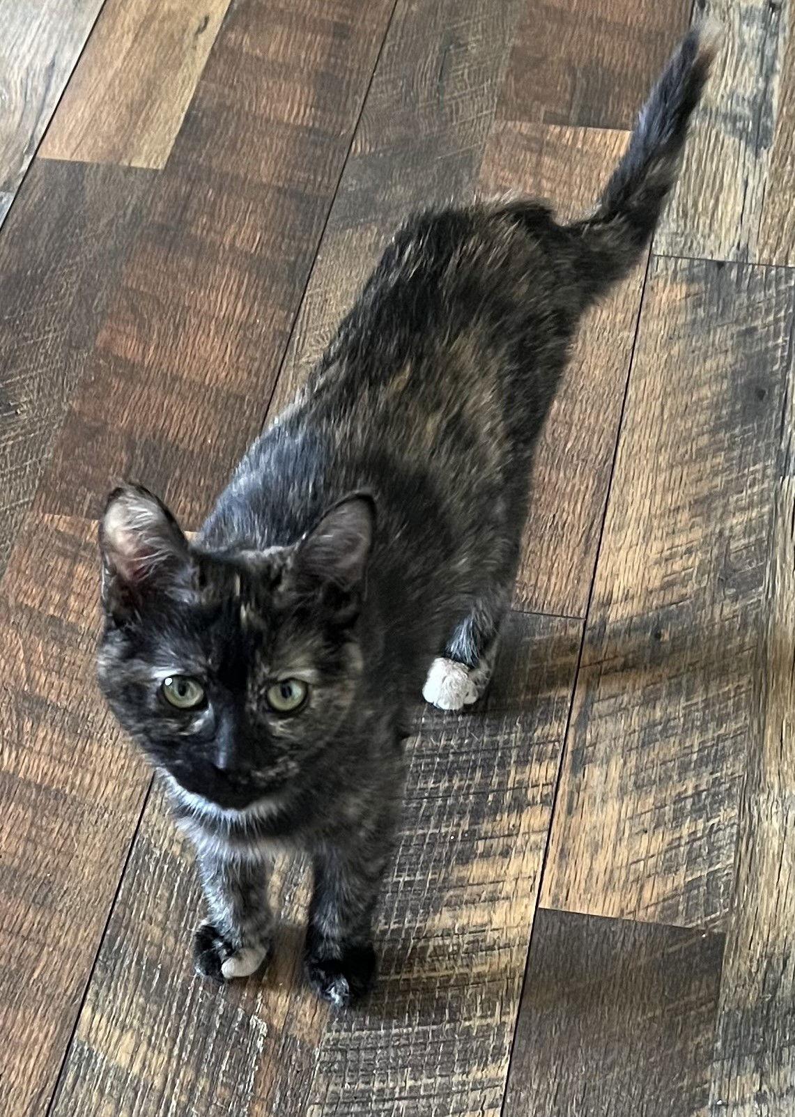 Enlarge Shenzi, a Adopted mixed breed in Traverse City, MI image 3/3