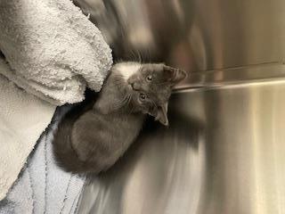 ZUZU, Adoptable, Kitten Female Domestic Short Hair.