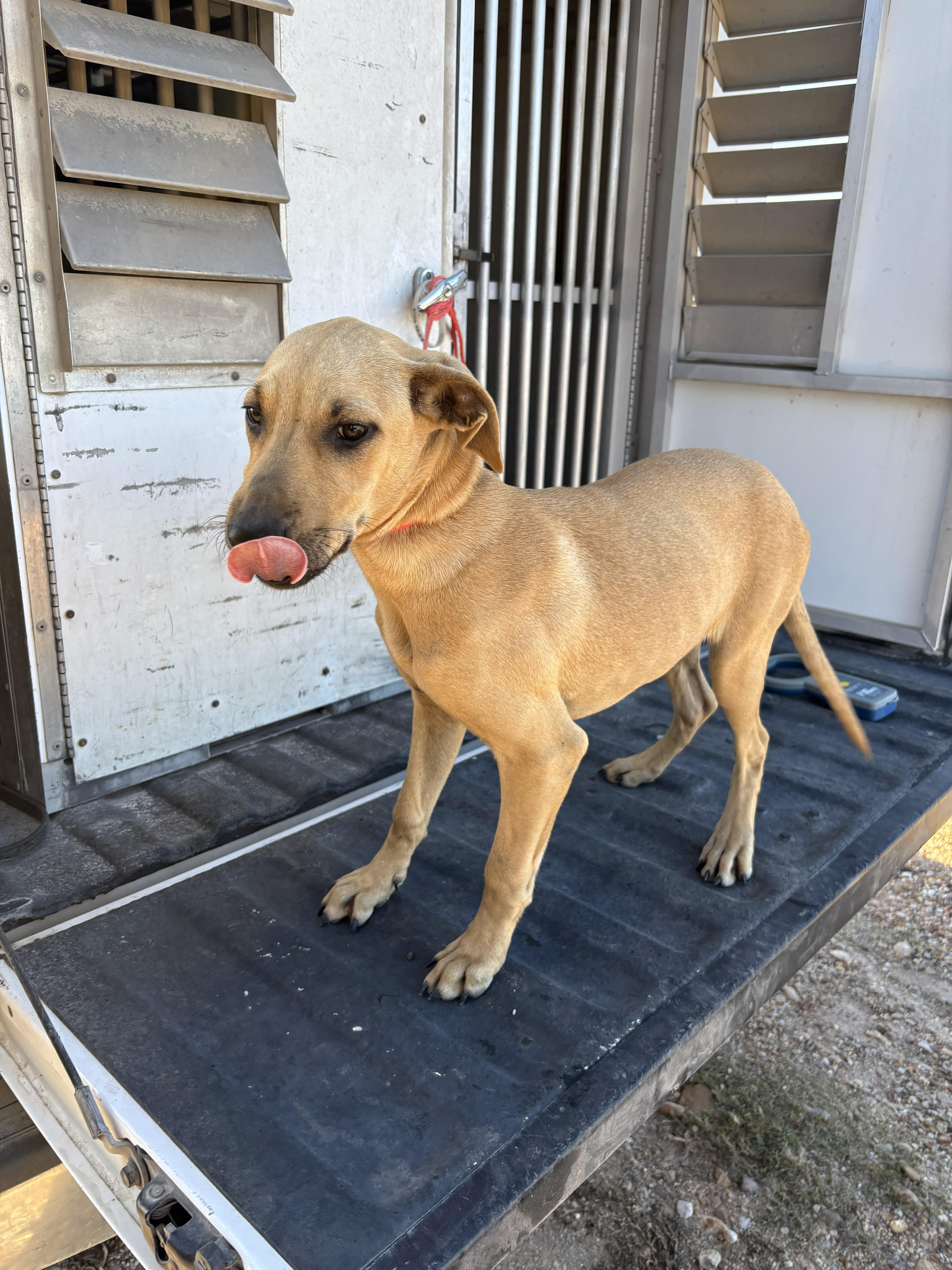 FOUND - Blizzy, ADOPTABLE, Young Female Black Mouth Cur.