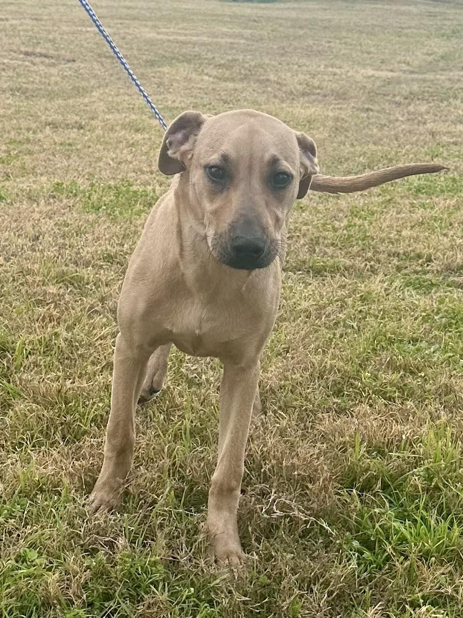 Blizzy - Tagged4Rescue, a ADOPTABLE mixed breed in Edna, TX image 3/3