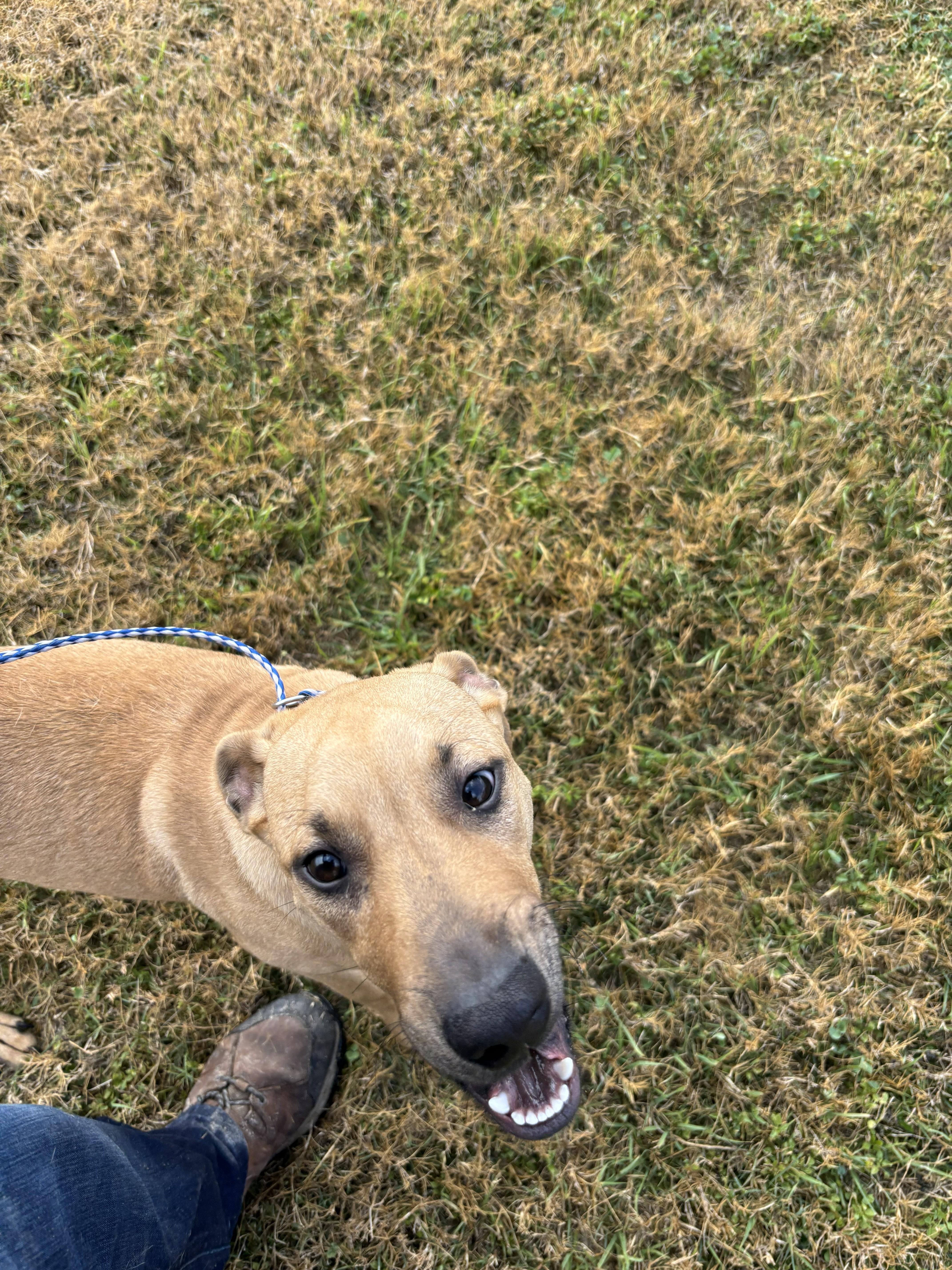Blizzy - Tagged4Rescue, ADOPTABLE, Young Female Black Mouth Cur.