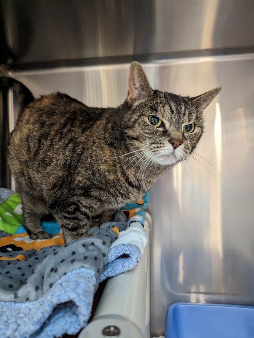 Enlarge Beyonce, a Adopted Domestic Short Hair in London, ON image 1/10