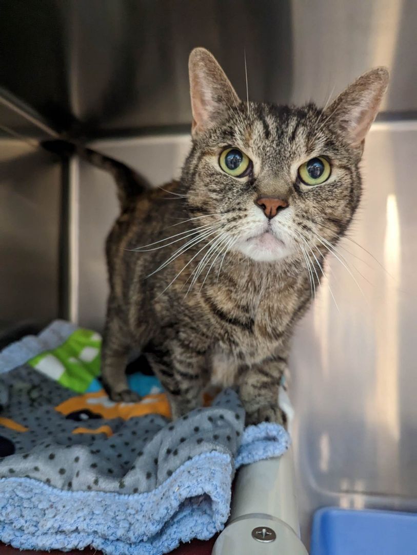 Enlarge Beyonce, a Adopted Domestic Short Hair in London, ON image 2/10