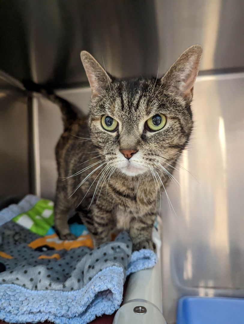 Enlarge Beyonce, a Adopted Domestic Short Hair in London, ON image 3/10