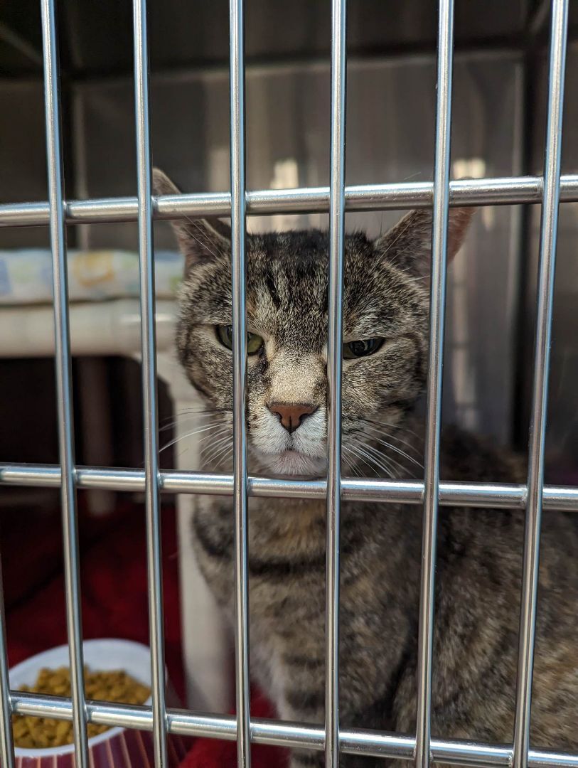 Enlarge Beyonce, a Adopted Domestic Short Hair in London, ON image 4/10