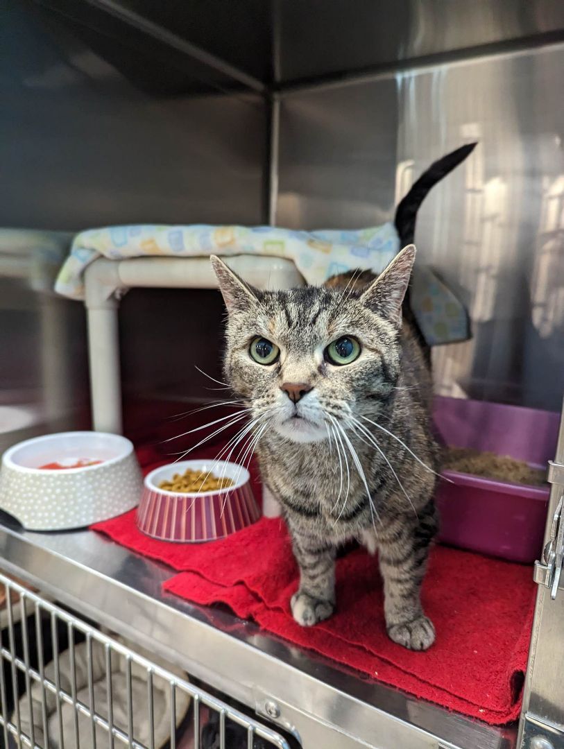 Enlarge Beyonce, a Adopted Domestic Short Hair in London, ON image 5/10