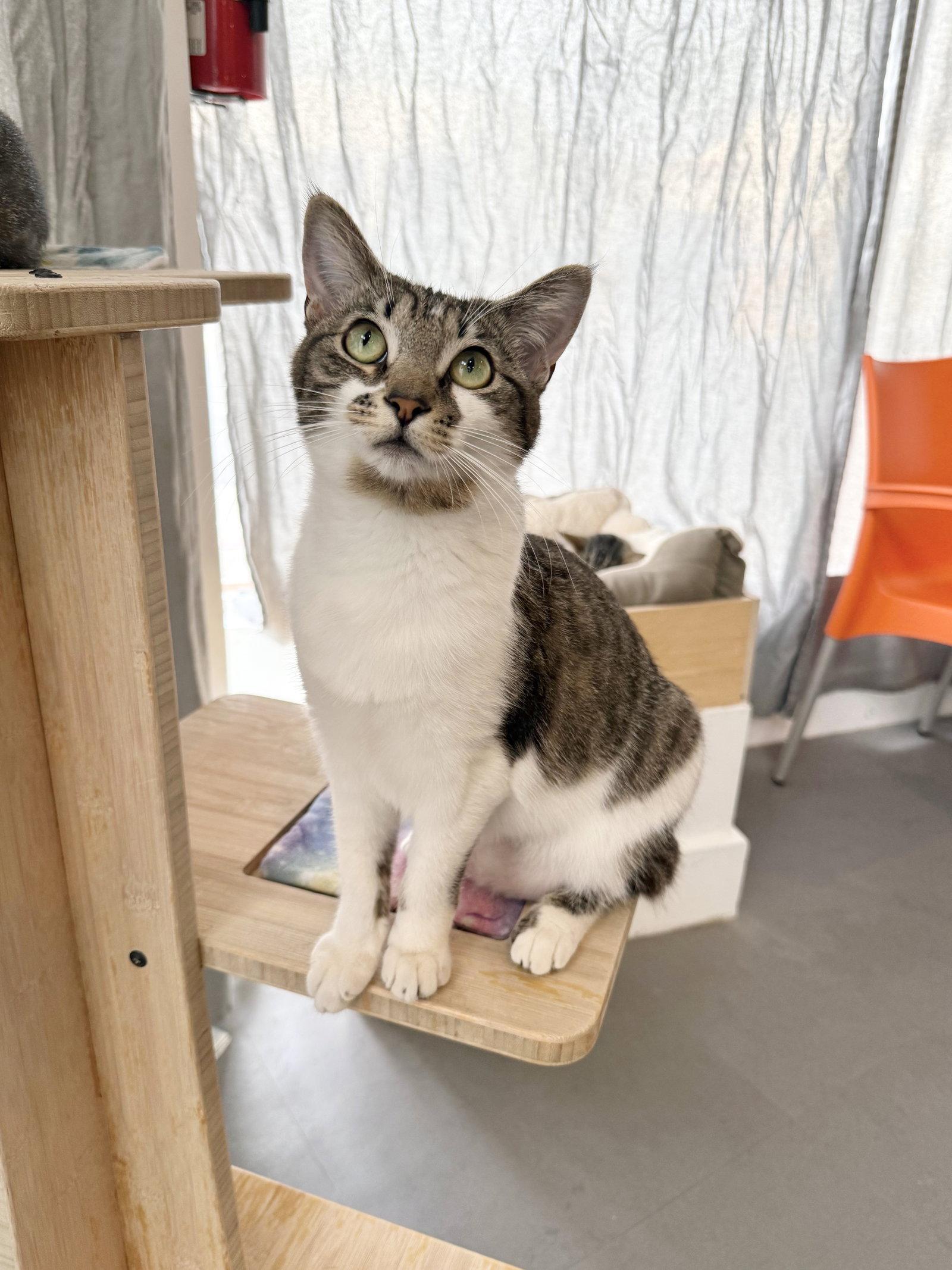 Enlarge Miku, a Adoptable Domestic Short Hair in Oakland, CA image 1/3