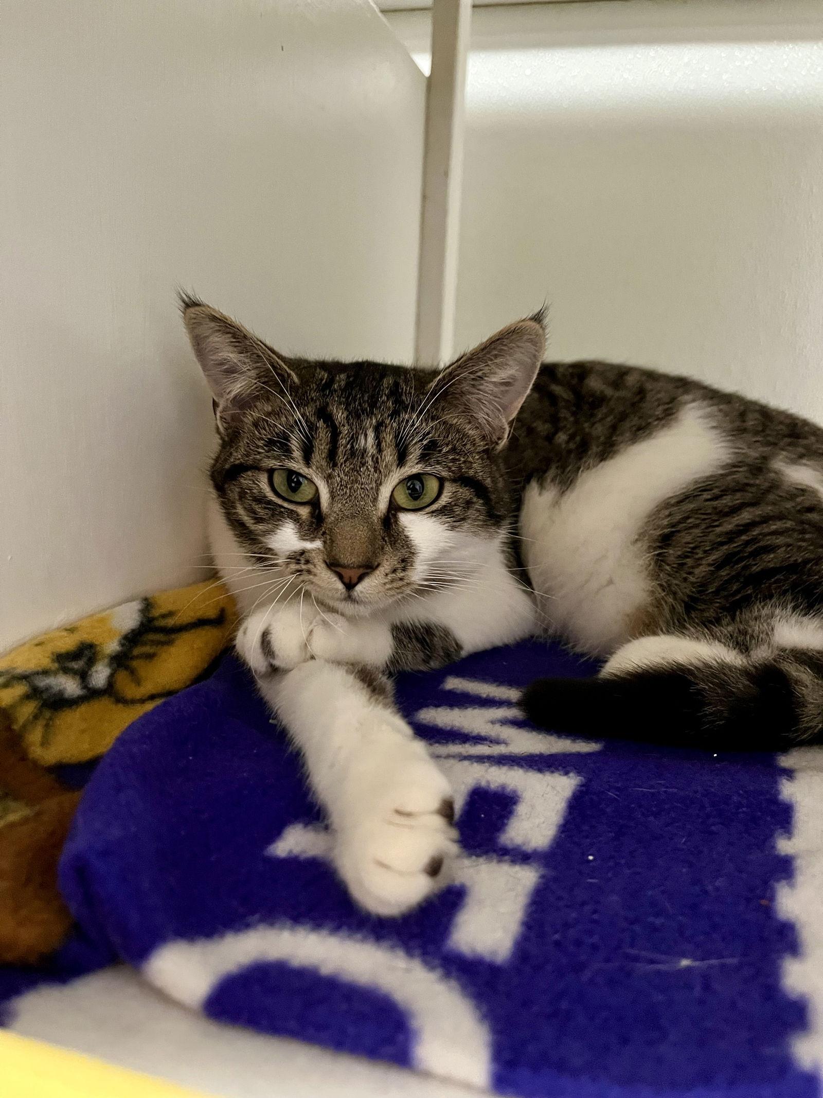 Miku, Adoptable, Young Female Domestic Short Hair.