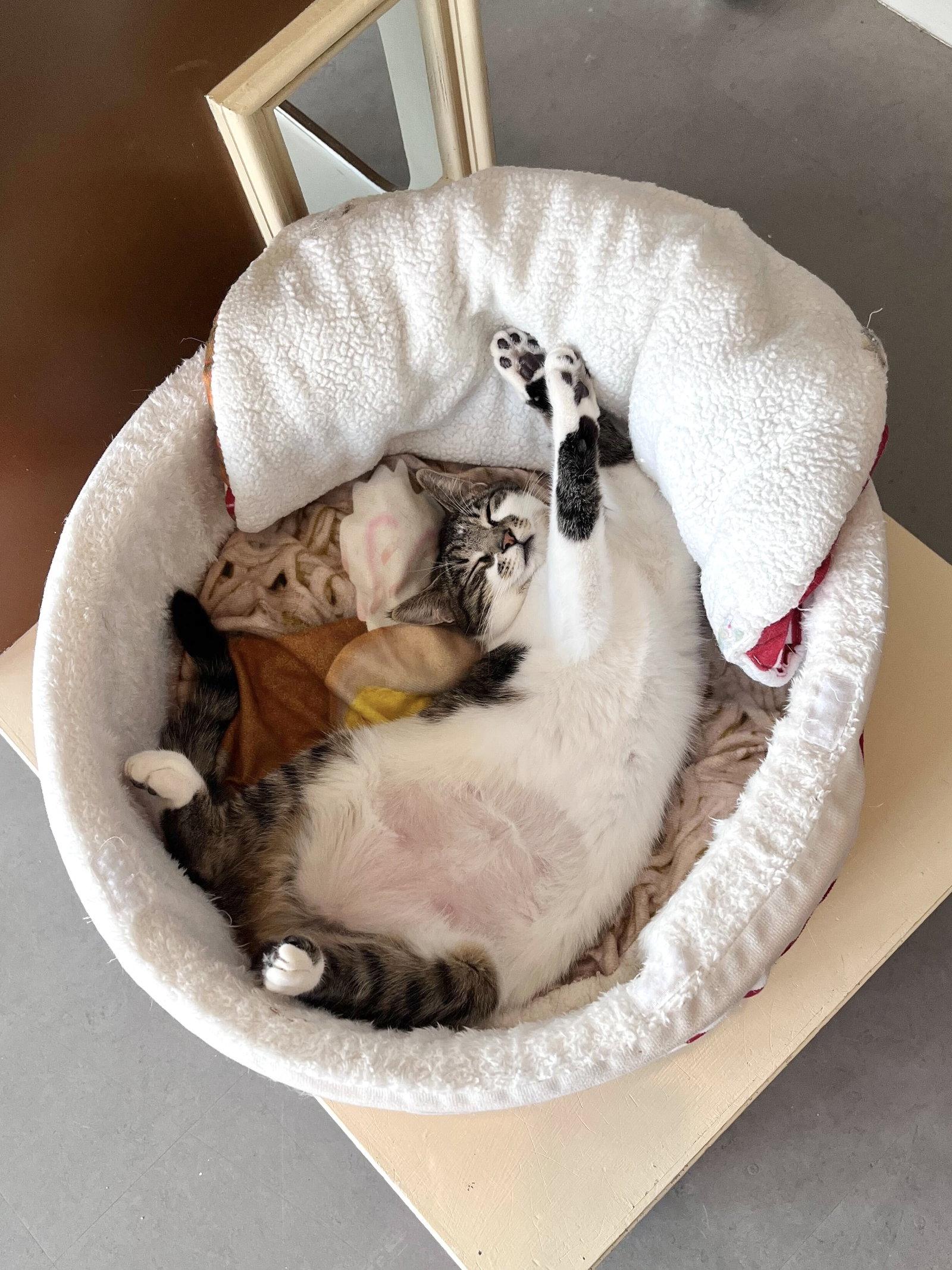 Enlarge Miku, a Adoptable Domestic Short Hair in Oakland, CA image 2/3