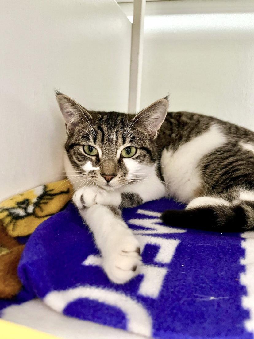 Enlarge Miku, a Adoptable Domestic Short Hair in Oakland, CA image 3/3