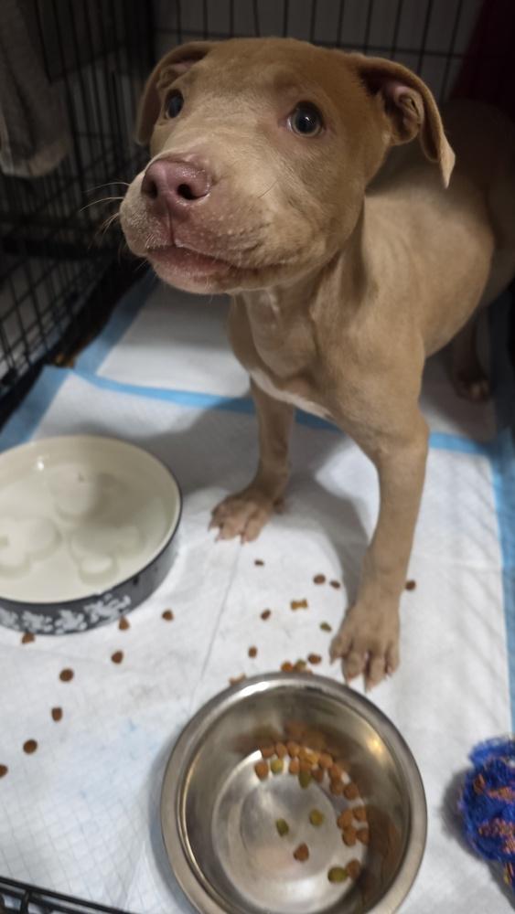 Caramel, Adoptable, Puppy Female Pit Bull Terrier.