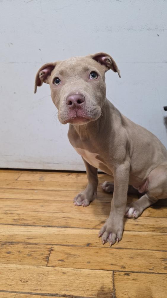 Enlarge Caramel, a Adoptable Pit Bull Terrier in Lincoln Park, MI image 3/3