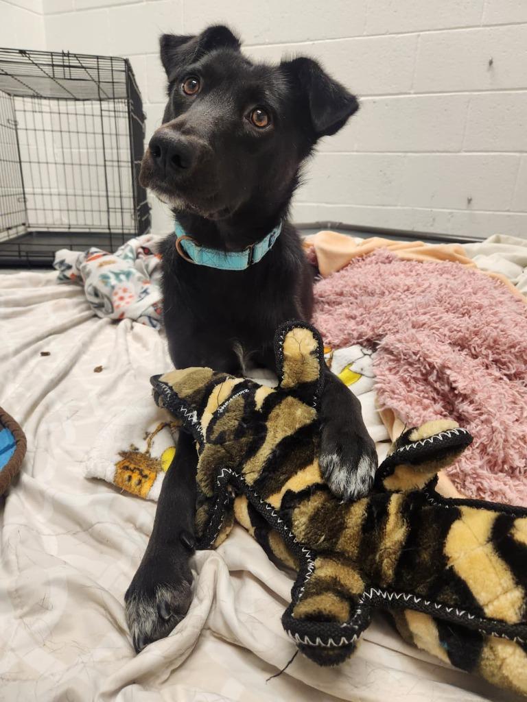 Ember, Adoptable, Young Female Collie & Cattle Dog.