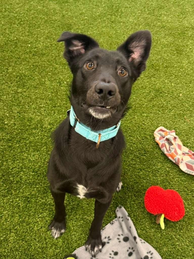 Enlarge Ember, a Adoptable mixed breed in Phoenix, AZ image 2/6