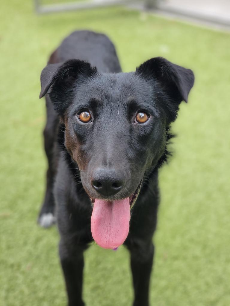 Enlarge Ember, a Adoptable mixed breed in Phoenix, AZ image 3/6