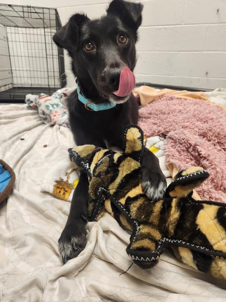 Enlarge Ember, a Adoptable mixed breed in Phoenix, AZ image 4/6