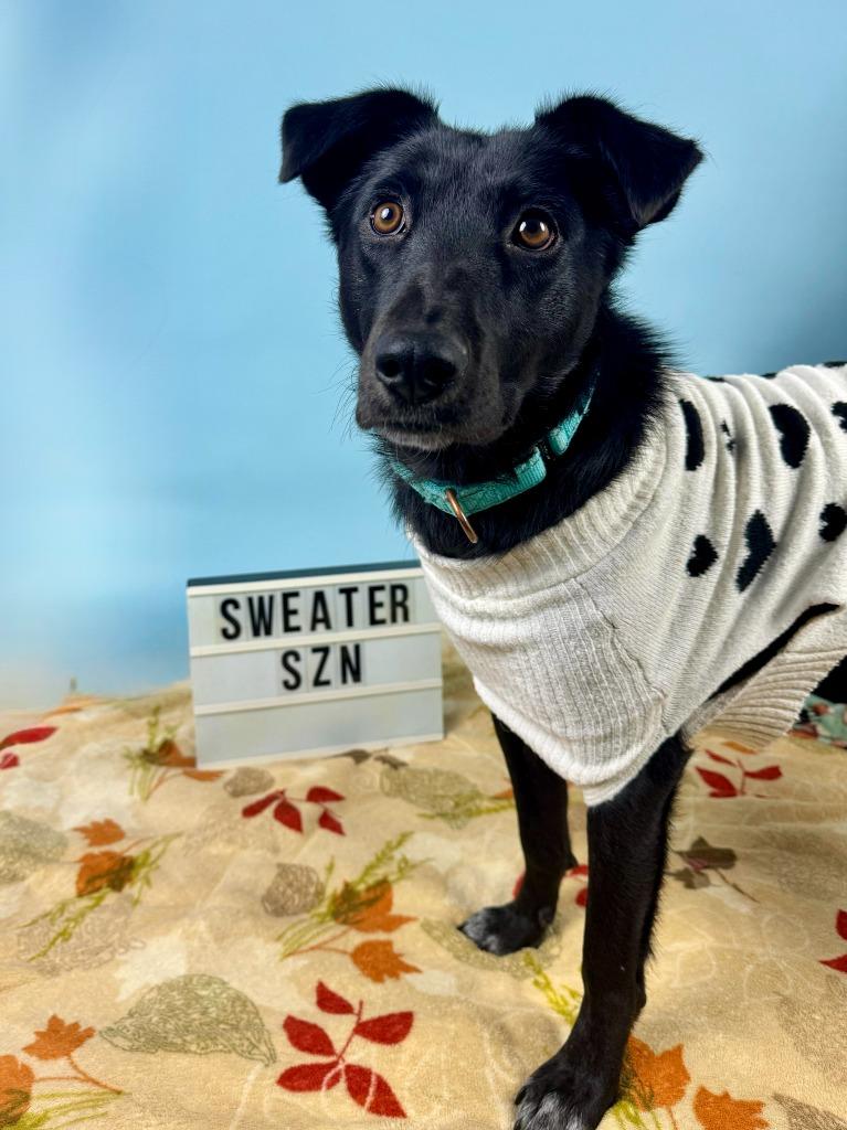 Enlarge Ember, a Adoptable mixed breed in Phoenix, AZ image 5/6