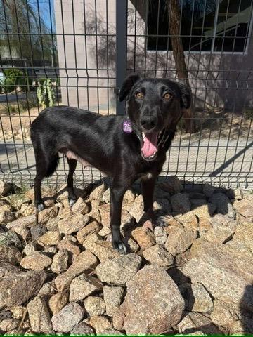 Enlarge Ember, a Adoptable mixed breed in Phoenix, AZ image 6/6
