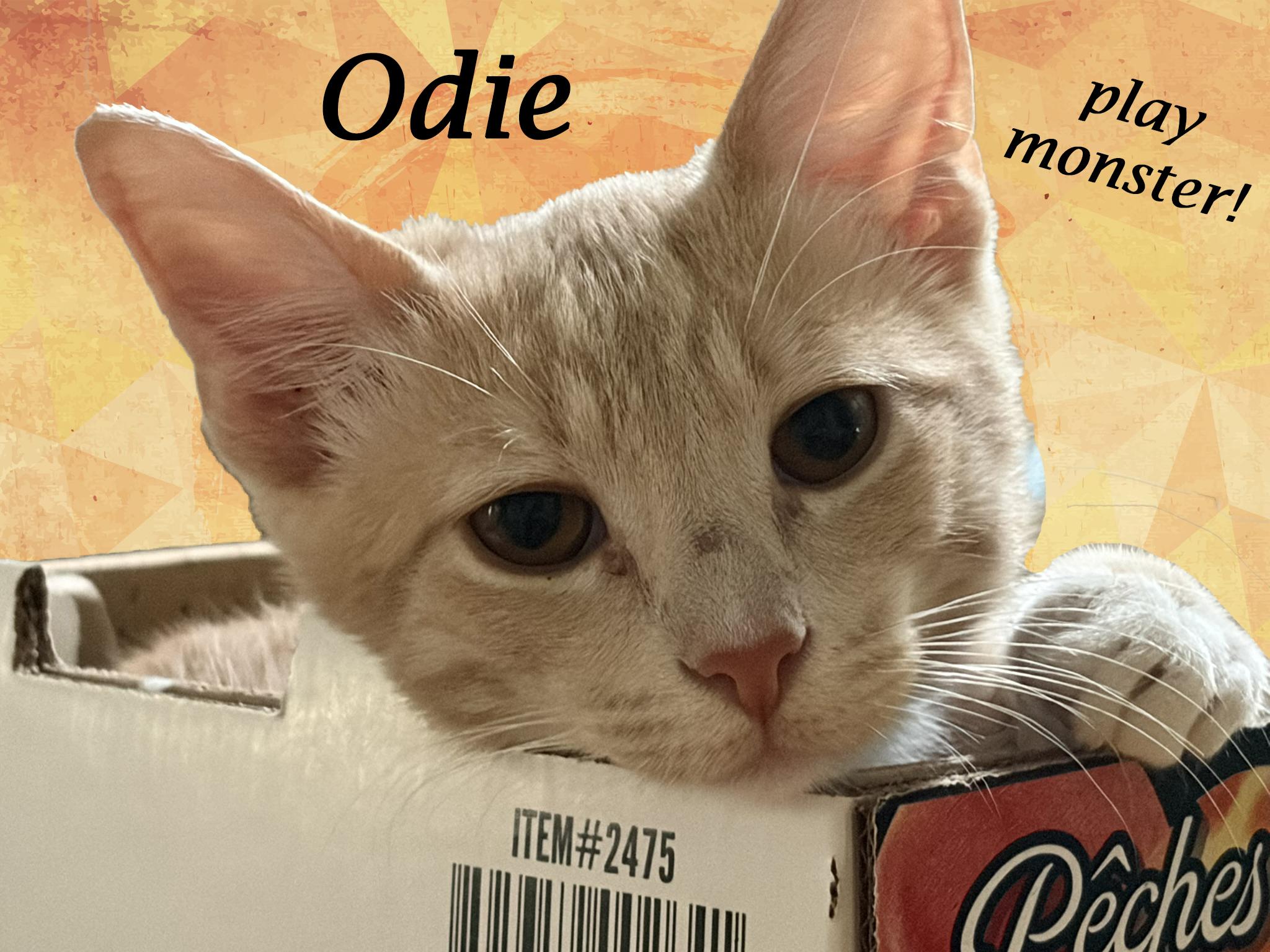 Enlarge ODIE, a Adoptable Domestic Short Hair in Monrovia, CA image 2/4