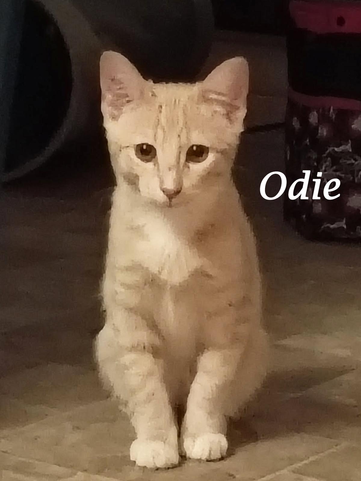 ODIE, Adoptable, Young Male Domestic Short Hair.