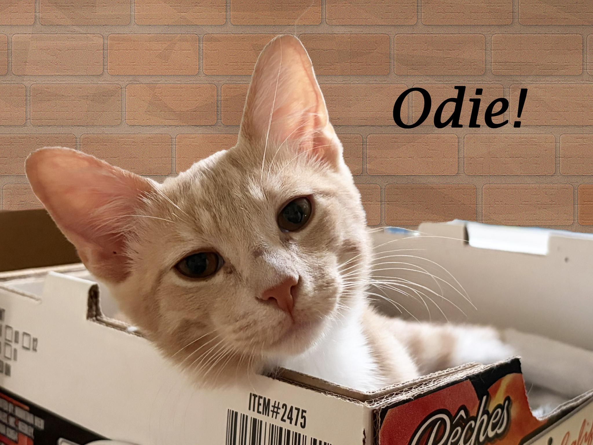 Enlarge ODIE, a Adoptable Domestic Short Hair in Monrovia, CA image 3/4