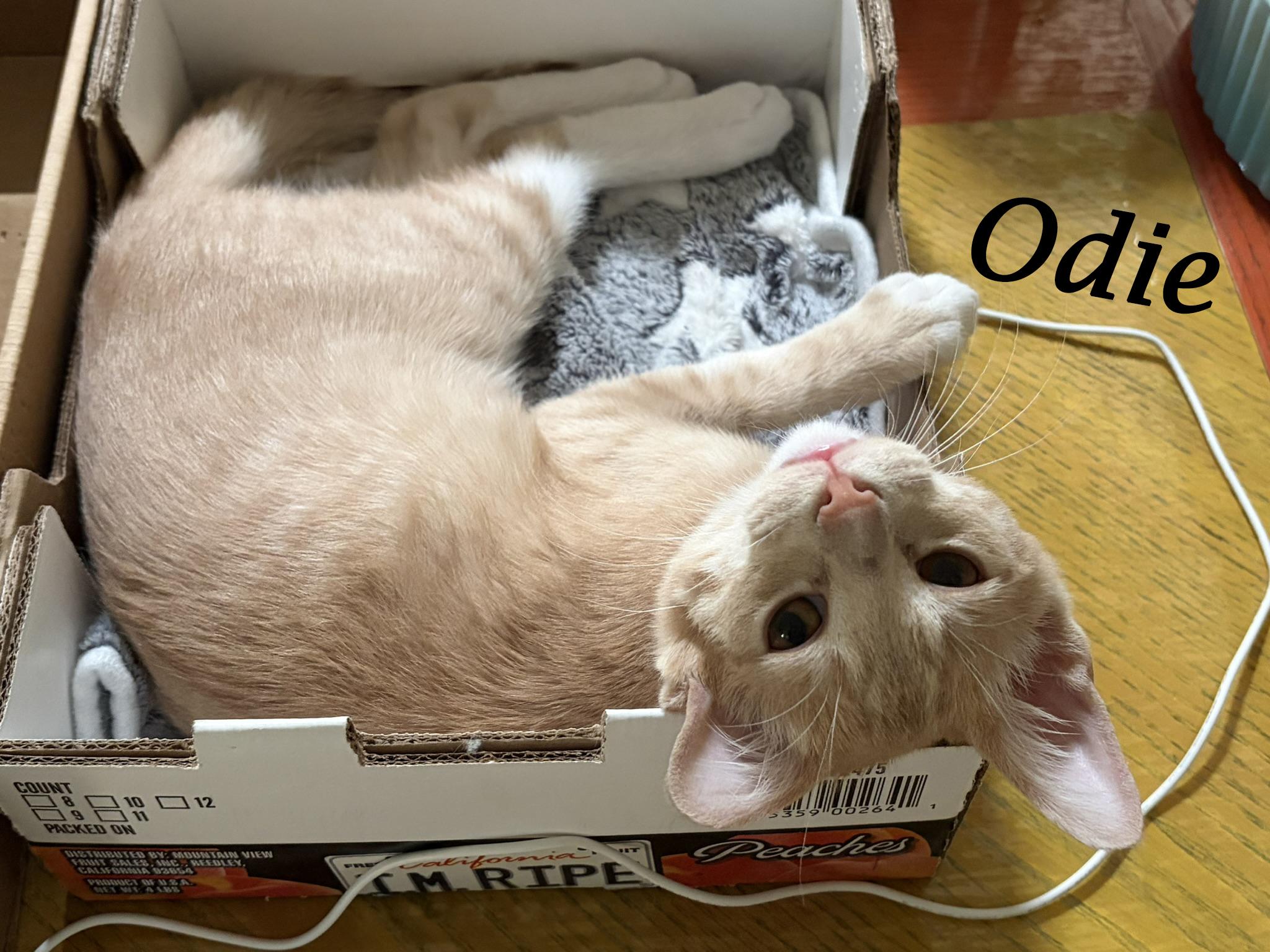 Enlarge ODIE, a Adoptable Domestic Short Hair in Monrovia, CA image 4/4