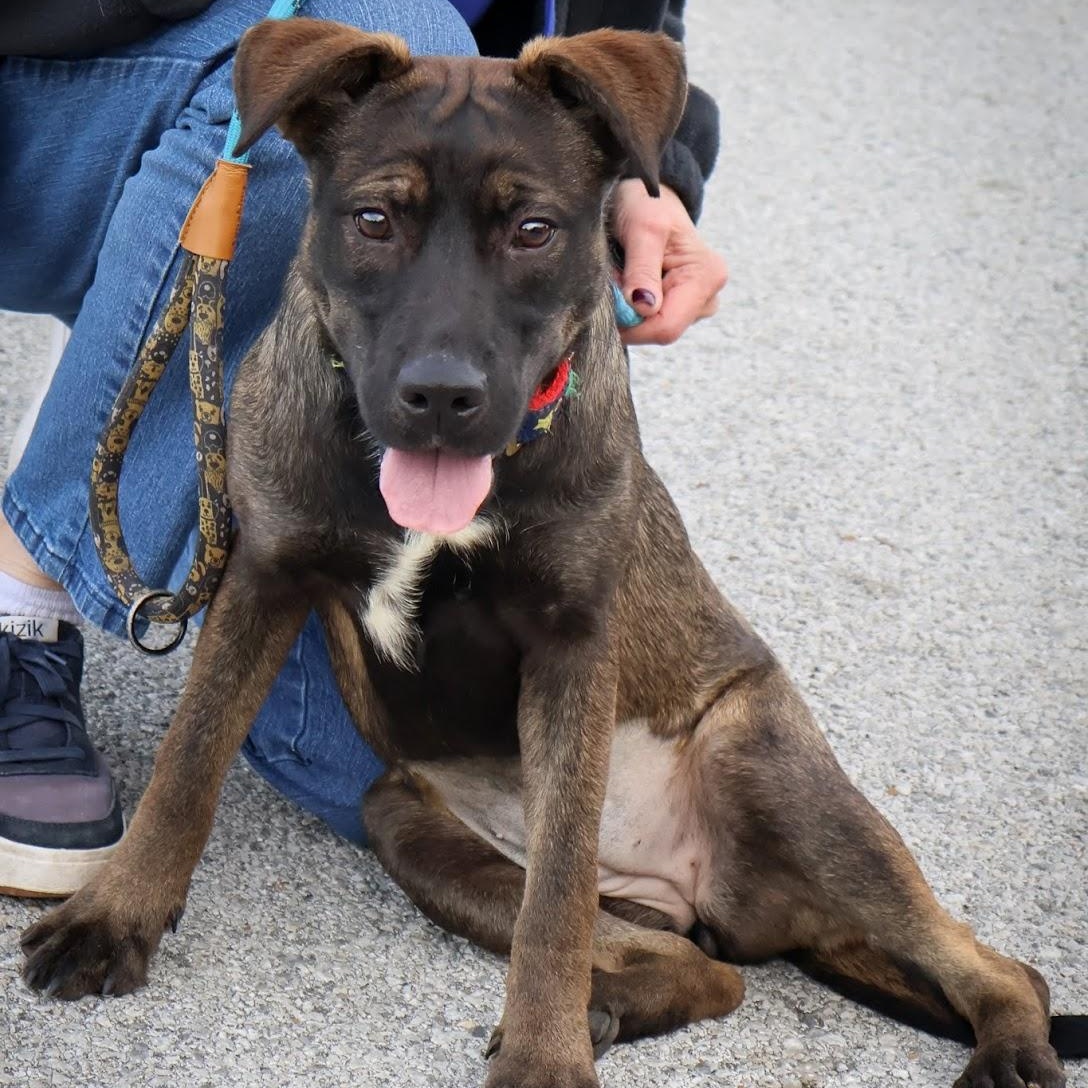 Mickey, Adoptable, Puppy Female Belgian Shepherd / Malinois.